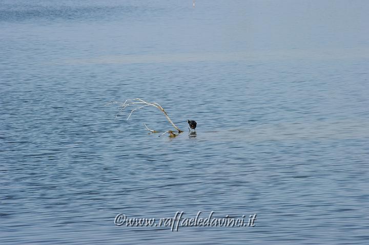 11.5.2011 Saline di Priolo con Antonella (174).JPG